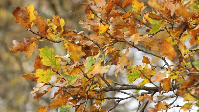金色的橡树在秋天落叶视频下载