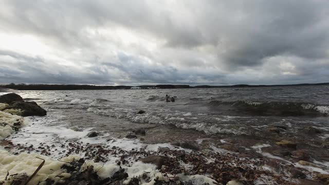 鸭子和水龙在明斯克海的波浪上冲浪视频素材
