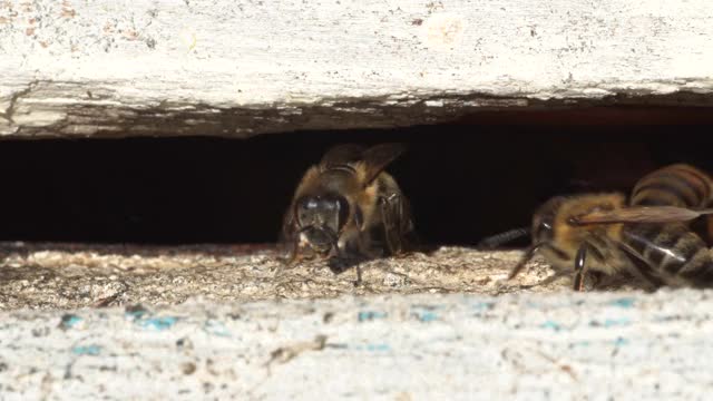 近距离微距拍摄的蜜蜂在入口蜂房。养蜂，天然有机原料生产视频素材