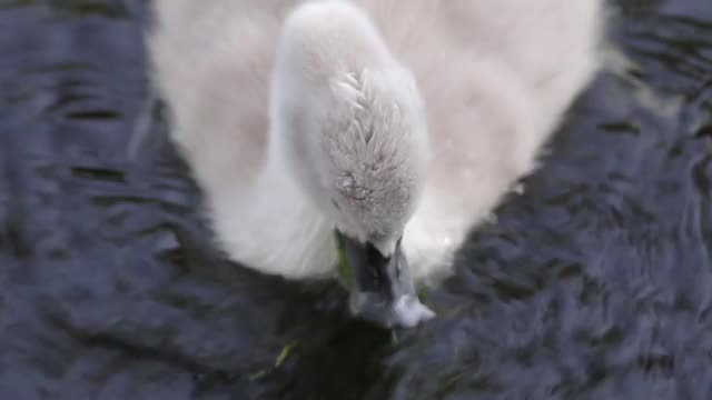 小鸡的白天鹅玩池塘水近距离选择性聚焦模糊背景视频素材