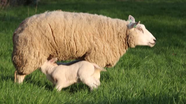 绵羊喂养它的羔羊奶喂养农场牛牧场视频素材
