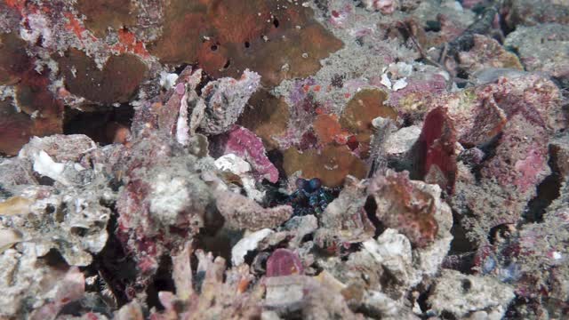 粉碎螳螂虾在水下洞穴泰国视频下载