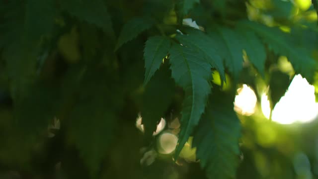 绿叶带着阳光，在绿色的自然森林里。视频素材