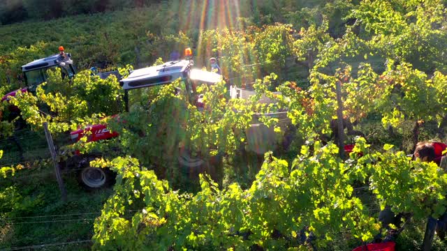 意大利托斯卡纳基安蒂葡萄酒产区的葡萄丰收视频下载