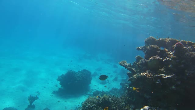 许多鱼在埃及红海的珊瑚中游泳视频素材