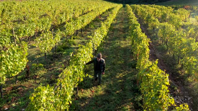 意大利托斯卡纳基安蒂葡萄酒产区的葡萄丰收视频下载