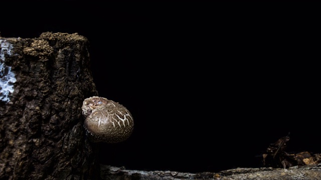 生长在橡树上的香菇/京畿道，韩国视频下载
