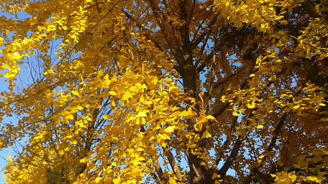 五彩缤纷的黄色、绿色和橙色的树叶在秋天的新鲜空气中移动视频素材