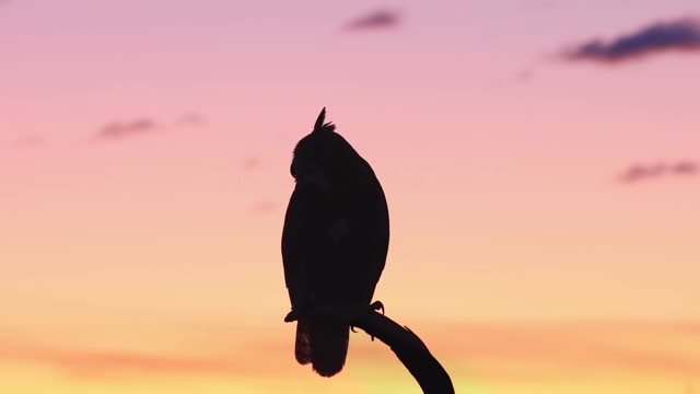 黎明时分一只大角猫头鹰的剪影视频素材