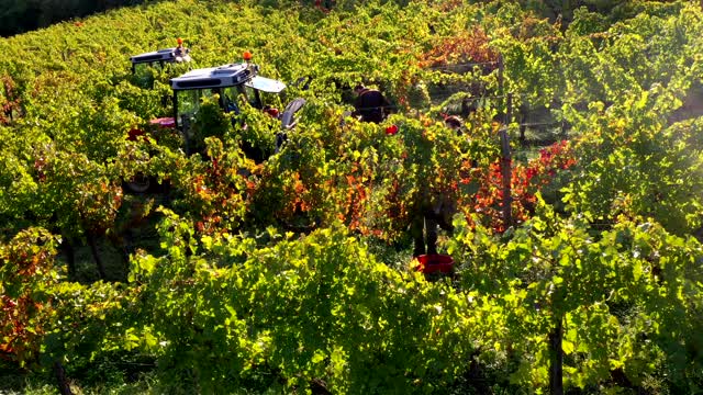 意大利托斯卡纳基安蒂葡萄酒产区的葡萄丰收视频素材