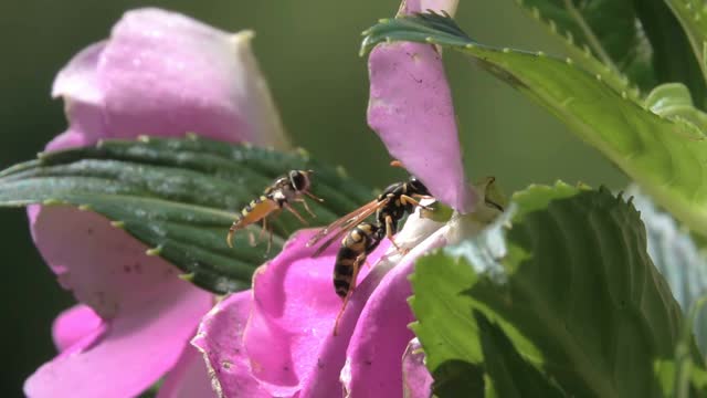 蜜蜂和黄蜂在空中盘旋视频素材
