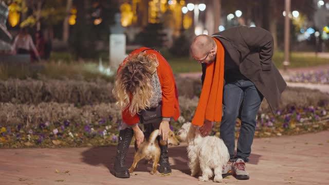 一对年轻夫妇在公园里抱着狗视频素材