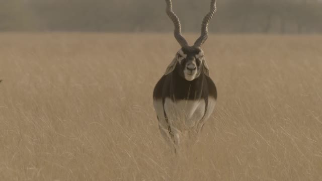 黑羚在印度的草地上行走。视频素材