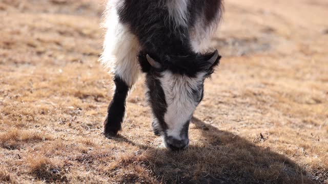 冬季高原草原上吃草的西藏牦牛视频购买