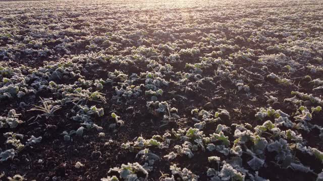 早晨，绿色的农田上覆盖着银白色的霜。田野上的日出。视频素材