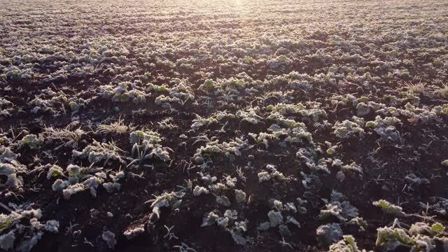 早晨，绿色的农田上覆盖着银白色的霜。田野上的日出。视频素材