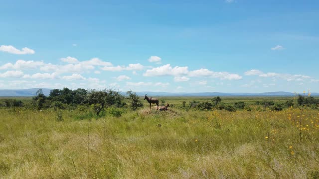 卢旺达狩猎旅行中的羚羊视频素材