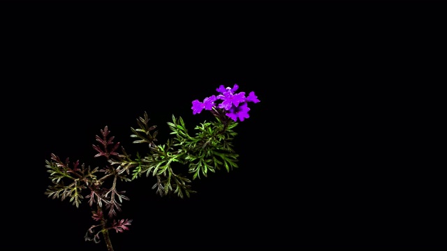 马鞭草盛开的风景/韩国视频素材