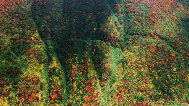 秋天森林里的树木视频素材