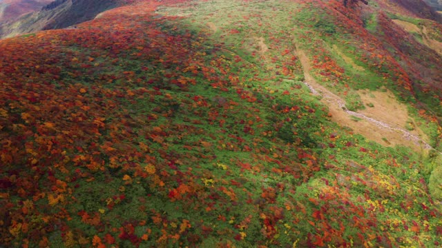 秋季五彩森林红叶悬崖峭壁风光视频素材