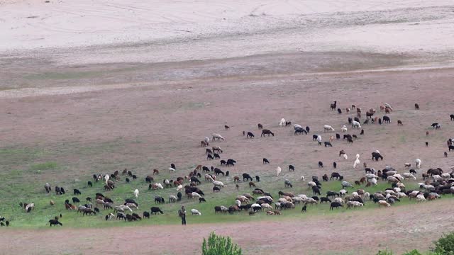山羊在沙丘上放牧，田园风光远眺视频下载