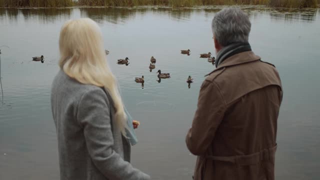 丈夫和妻子在公园喂鸭子，一起度过时光，浪漫的约会视频素材