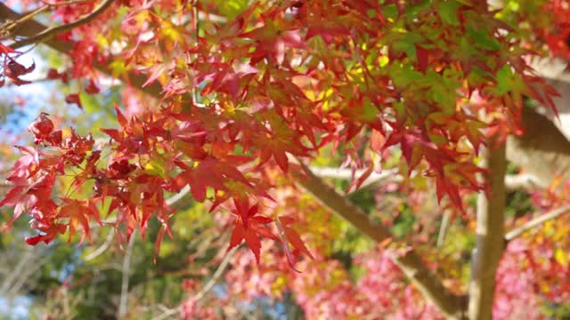 奇异美丽的枫叶秋天视频下载