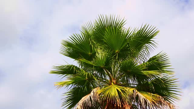 一棵树叶干枯的棕榈树，映衬着天空。休息和旅行。热带地区。视频下载
