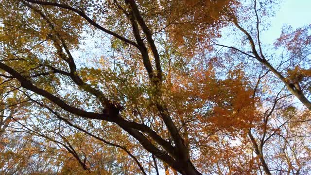 秋日的树木映衬着天空。视频素材