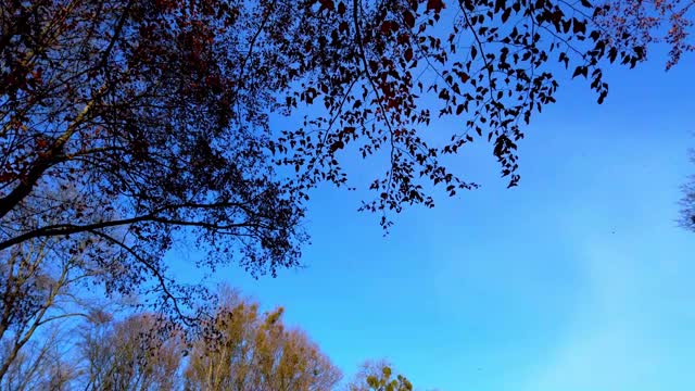 秋日的树木映衬着天空。落叶。视频素材