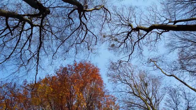秋日的树木映衬着天空。视频素材