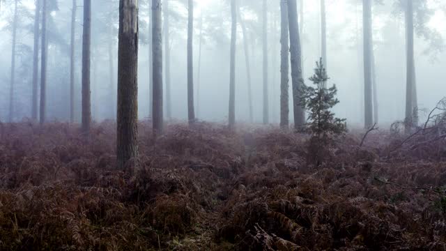 在迷雾森林中奔跑者的高架视野视频下载