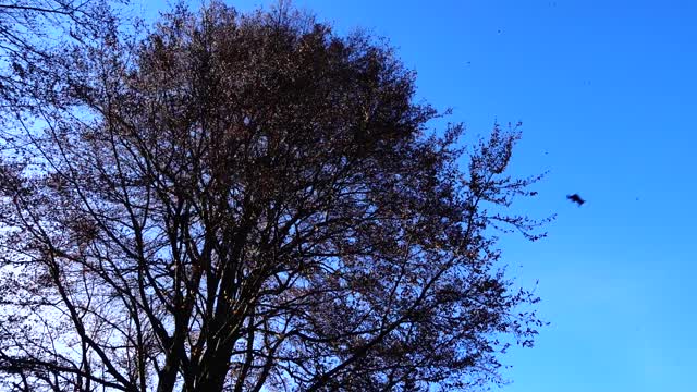 秋日的树木映衬着天空。落叶。视频素材