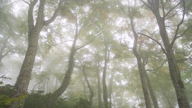 山毛榉树森林视频素材