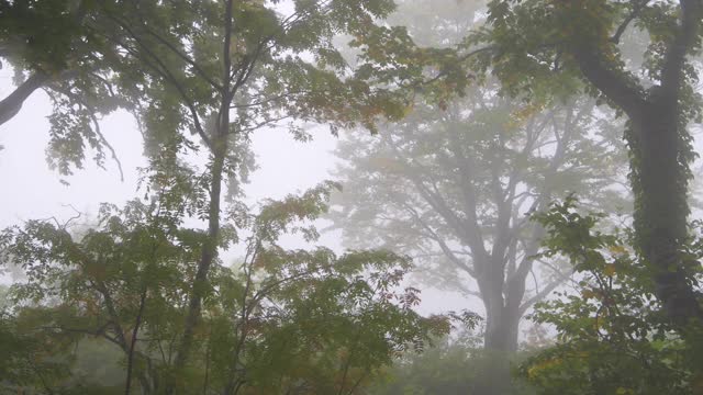 山毛榉树森林视频素材