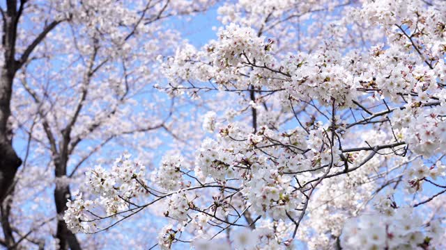 樱花盛开的风景视频下载