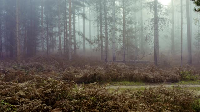 在迷雾森林中奔跑者的高架视野视频下载
