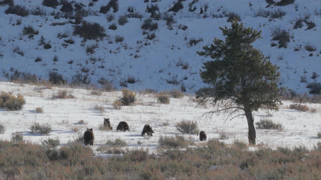WS 4K拍摄的著名灰熊#399和她的4只小熊(小熊熊)前往它们的巢穴视频素材