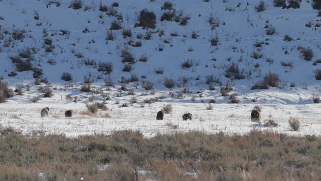 WS 4K拍摄的著名灰熊#399和她的4只小熊(小熊熊)前往它们的巢穴视频素材