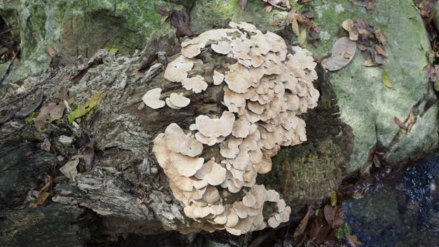 蘑菇n森林视频下载