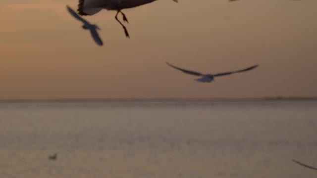 波斯坦利·伊兹密尔日落时海鸥剪影的慢镜头。视频素材