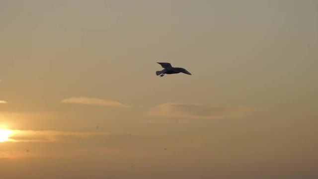 日落时海鸥的慢镜头。海鸥飞着，飞向大海。视频素材