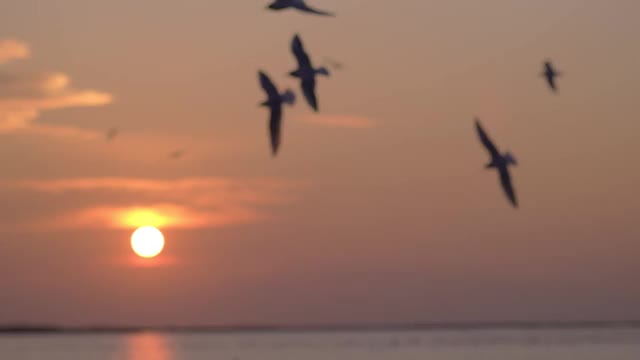 波斯坦利·伊兹密尔日落时海鸥剪影的慢镜头。视频素材