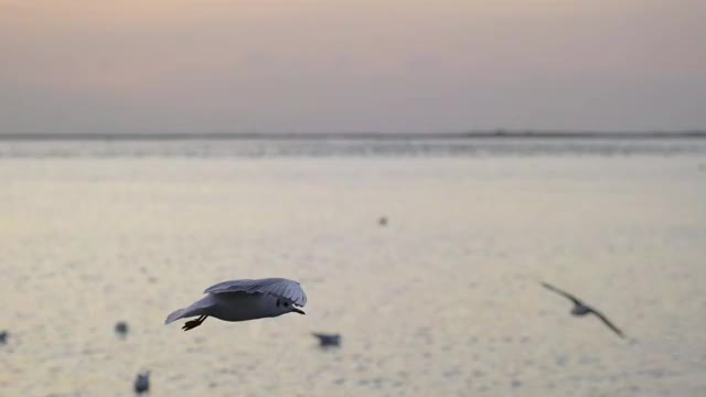日落时海鸥的慢镜头。海鸥飞着，飞向大海。视频素材