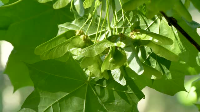 爱沙尼亚扁槭的悬垂叶子视频下载