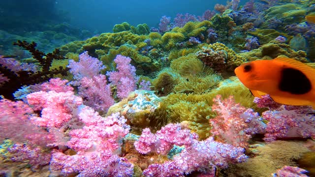 粉红色软珊瑚中的小丑鱼。这是泰国塔隆岛热带珊瑚礁上的小丑鱼在粉红色软珊瑚中的特写镜头。视频下载