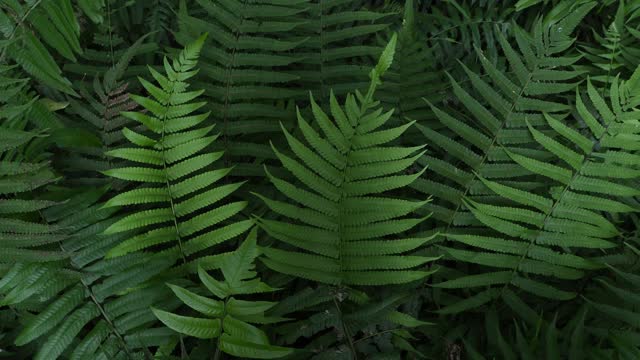 蕨类植物在热带雨林视频素材