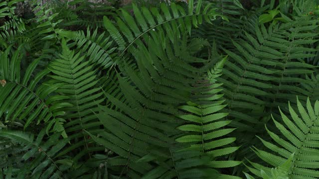 蕨类植物在热带雨林视频素材