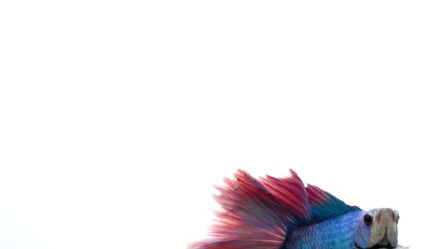慢动作蓝色和红色的战斗鱼在白色的背景。视频下载