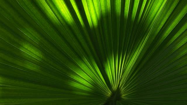 绿叶棕榈与阳光视频下载